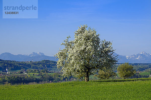 Germany  Bavaria  Upper Bavaria  Chiemgau  Rupertiwinkel  Waginger See  flowering fruit tree near Tettenhausen