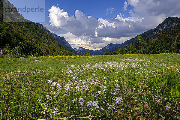 Germany  Bavaria  Upper Bavaria  Reit im Winkl  Lake Weitsee near Ruhpolding  moor  moor grass