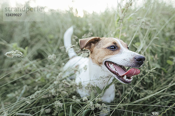 Portrait of Jack Russel Terrier on a meadow