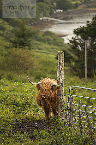 UK  Scotland  Isle of Skye  longhorn cattle on pasture