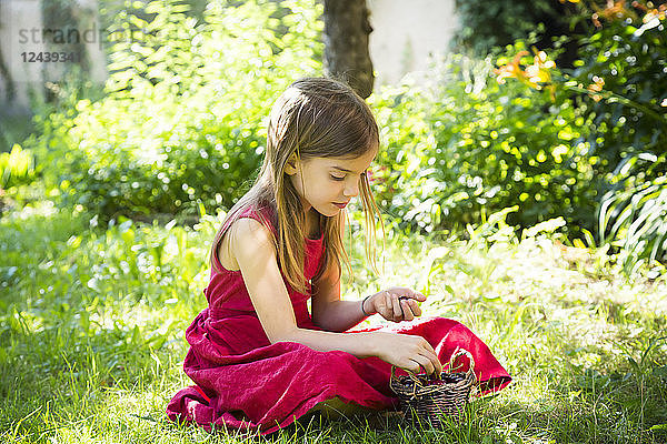 Portrait of little girl wearing red summer dress sitting on a meadow with basket of cherries