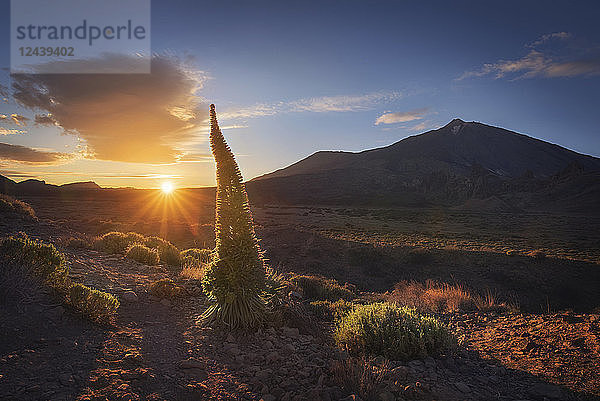 Spain  Canary Islands  Tenerife  Teide National Park at sunset