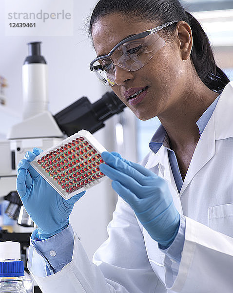 Female scientist preparing a multi well tray containing blood samples for clinical testing in the laboratory
