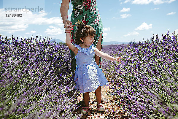 France  Provence  Valensole plateau  Mother and daughter walking among lavender fields in the summer