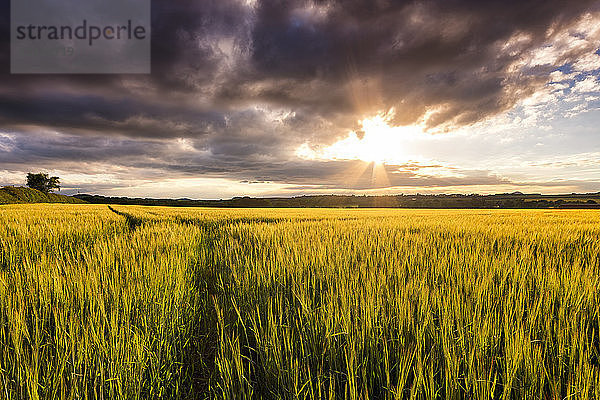 UK  Scotland  East Lothian  field of barley at sunset