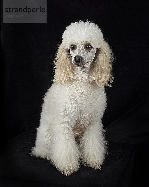 Portrait of white poodle sitting in front of black background