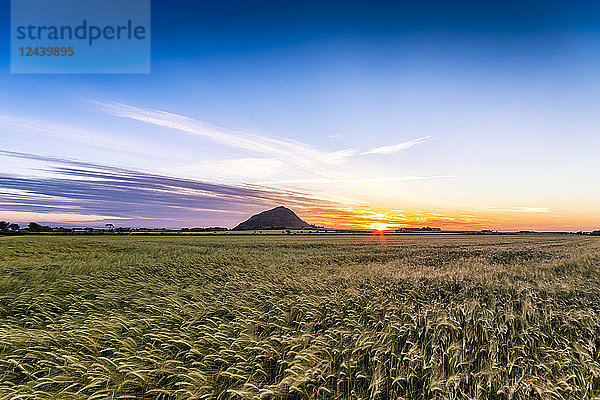 Uk  Scotland  North Berwick  field of barley at sunset
