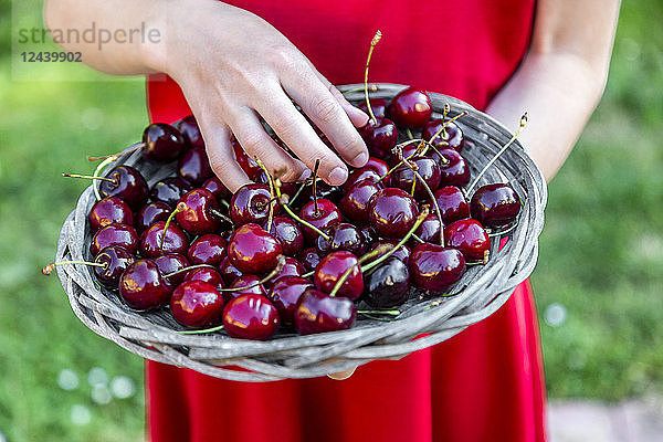 Girl holding basket of cherries  close-up