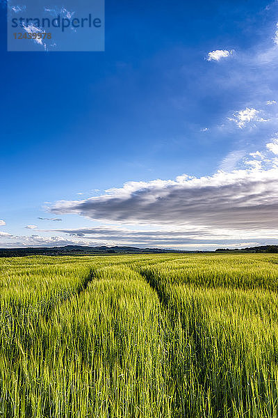 UK  Scotland  East Lothian  field of barley at evening twilight