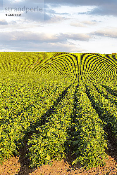 Potato Field