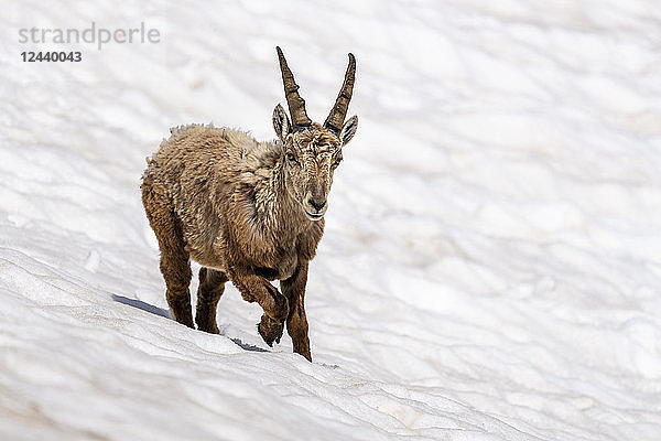 Switzerland  Ticino  alpine ibex  Capra ibex