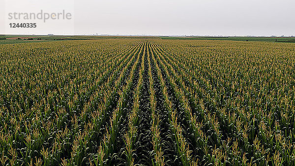 Serbia  Vojvodina  Aerial view of green corn field