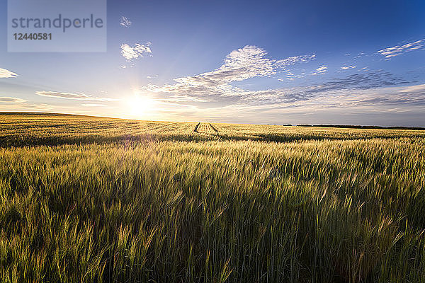 UK  Scotland  field of wheat at sunset