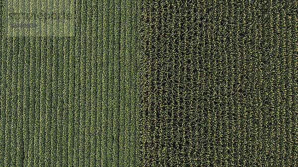 Serbia  Vojvodina  Aerial view of soybean and corn crops