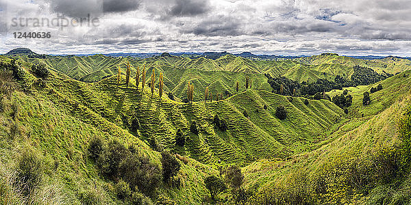 New Zealand  North Island  Taranaki  landscape seen from Forgotten World Highway