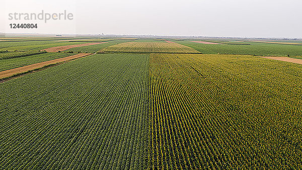 Serbia  Vojvodina  Aerial view of corn  wheat and soybean fields in the late summer afternoon