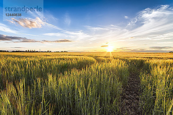 Field of barley at sunset