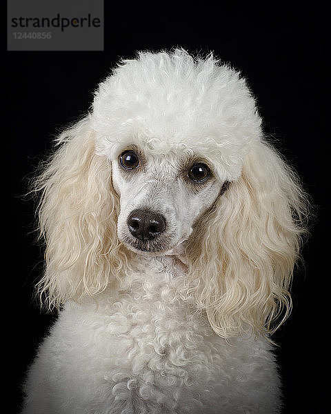 Portrait of white poodle in front of black background
