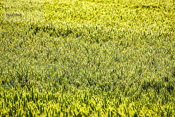 UK  Scotland  wheat field