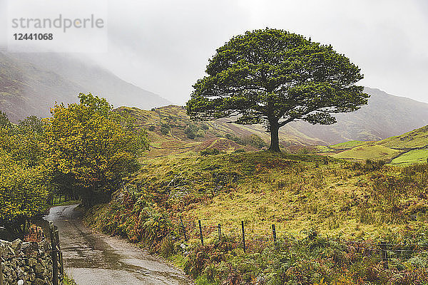 United Kingdom  England  Cumbria  Lake District  lone tree in the countryside