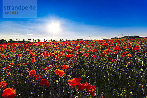 Poppy field at sunlight