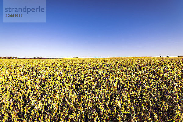 UK  Scotland  field of wheat