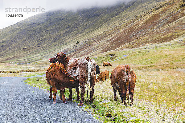 United Kingdom  England  Cumbria  Lake District  cattle lactating next to the road on Wrynose Pass