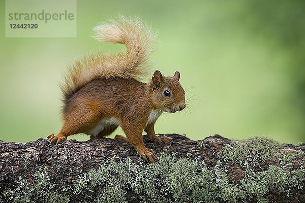 Portrait of Eurasian red squirrel on tree trunk