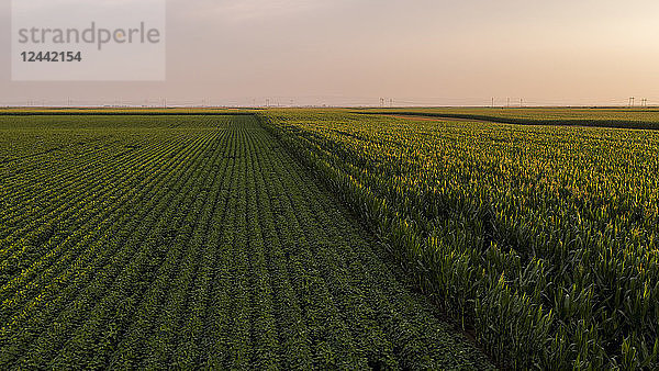 Serbia  Vojvodina  Aerial view of soybean and corn fields in late summer afternoon