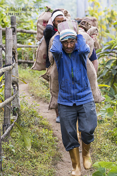 Indische Männer tragen große Säcke auf dem Rücken einen Weg hinunter; Sikkim  Indien