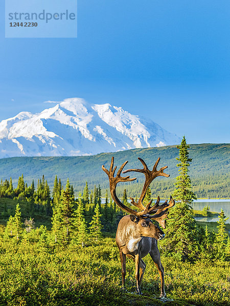 Ein Karibu-Bulle (Rangifer tarandus) am Wonder Lake mit Denali  dem höchsten Berg Nordamerikas  im Hintergrund  Denali National Park  Inneres Alaska; Alaska  Vereinigte Staaten von Amerika