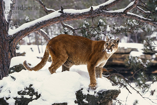 Cougar stehend im verschneiten Wald
