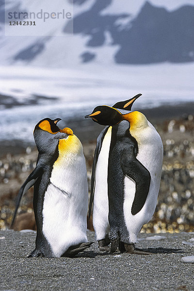 Gruppe von Königspinguinen stehend zusammen Südgeorgien Insel Antarktis