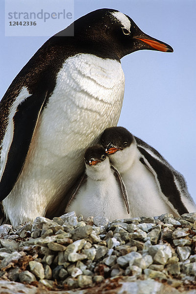 Eselspinguin-Eltern und Küken zusammengekuschelt /Neue Insel Falklandinseln