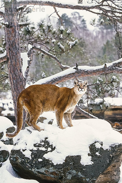 Cougar stehend im verschneiten Wald