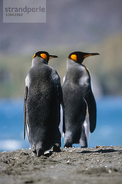 Königspinguine stehen zusammen Südgeorgien Insel Antarktis