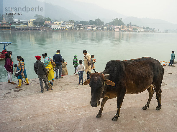 Eine Kuh und Menschen am Ufer des Ganges  Himalaya-Vorgebirge; Rishikesh  Uttarakhand  Indien