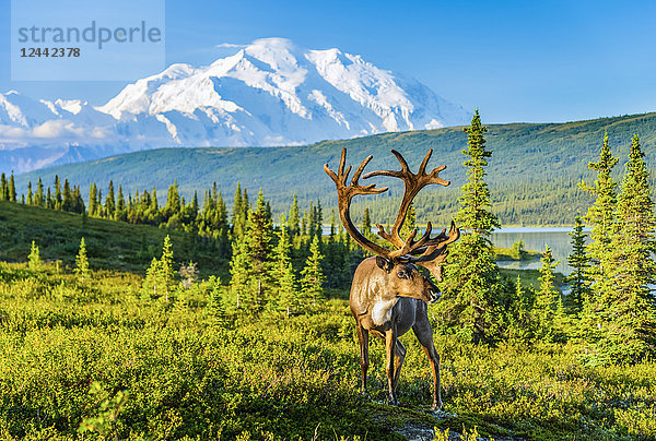 Ein Karibu-Bulle (Rangifer tarandus) am Wonder Lake mit Denali  dem höchsten Berg Nordamerikas  im Hintergrund  Denali National Park  Inneres Alaska; Alaska  Vereinigte Staaten von Amerika