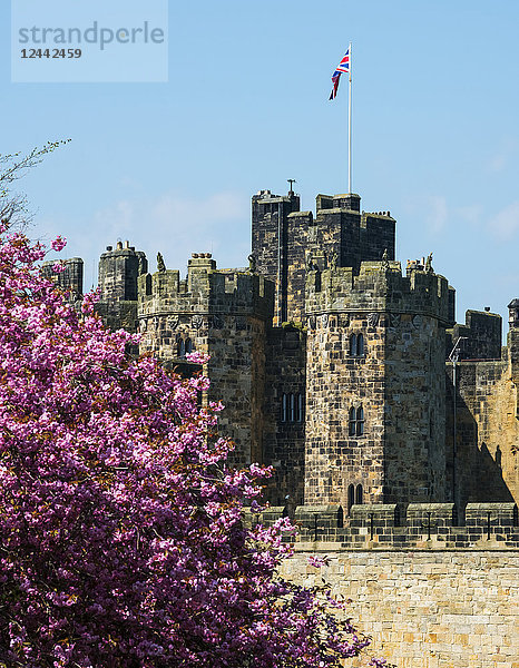 Rosa Kirschblüten vor der Mauer von Alnwick Castle; Northumberland  England