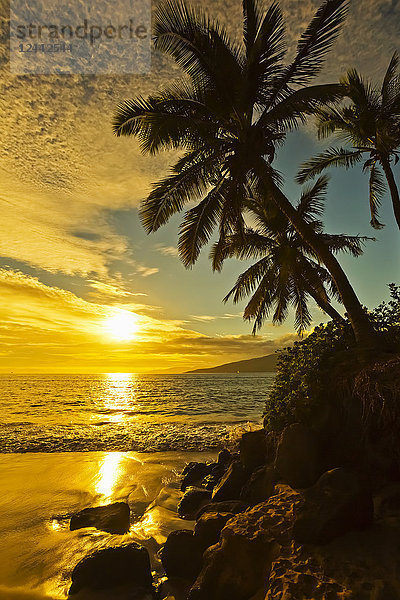 Palmen bei Sonnenuntergang; Kihei  Maui  Hawaii  Vereinigte Staaten von Amerika