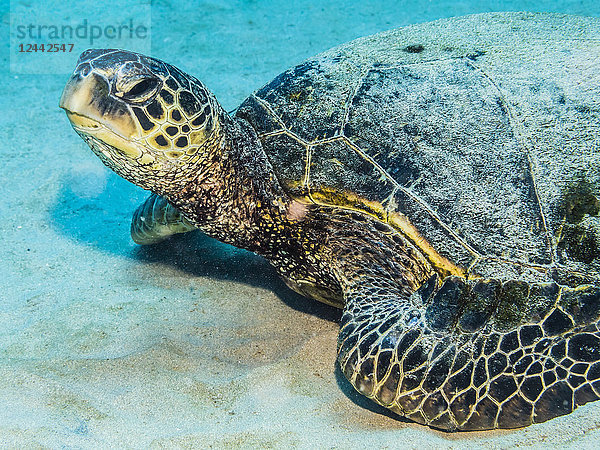 Grüne Meeresschildkröte (Chelonia mydas)  die sich im Frühjahr auf einem Sandboden in der Nähe von Kauai  Hawaii  ausruht; Kauai  Hawaii  Vereinigte Staaten von Amerika