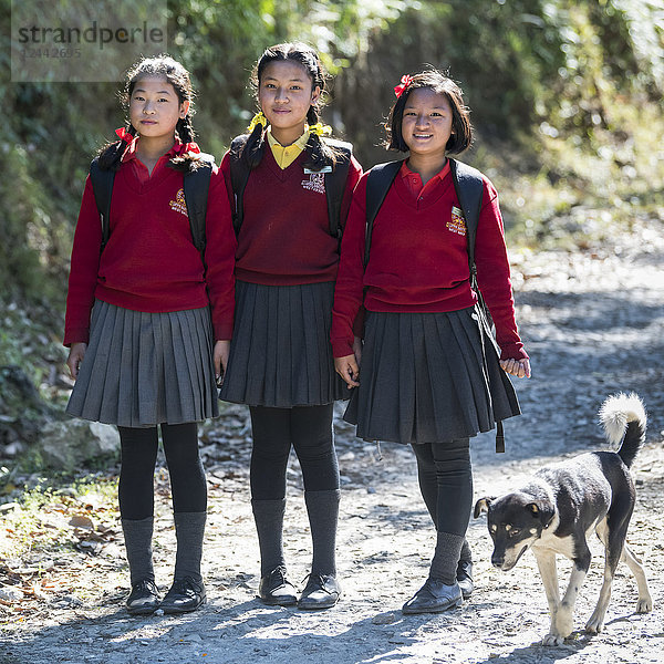 Porträt von drei Teenager-Mädchen in Schuluniform mit einem Hund  die einen Weg zur Schule in den Ausläufern des Himalaya hinuntergehen; Kaluk  Sikkim  Indien