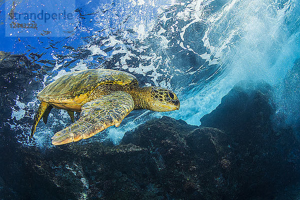 Hawaiianische Grüne Meeresschildkröte (Chelonia mydas)  Maui  Hawaii  Vereinigte Staaten von Amerika