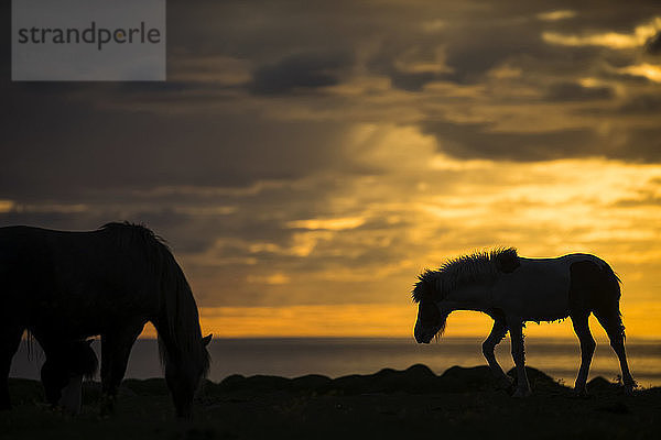 Silhouette von Islandpferden bei Sonnenuntergang  nahe Hofsos  Island
