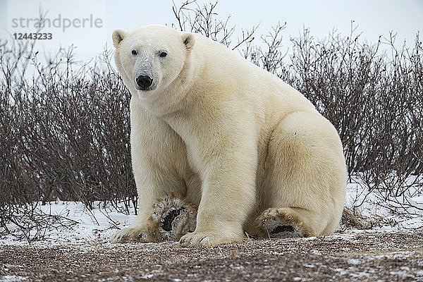 Großer Eisbär (Ursus maritimus) sitzt im Schnee und schaut in die Kamera  Churchill  Manitoba  Kanada