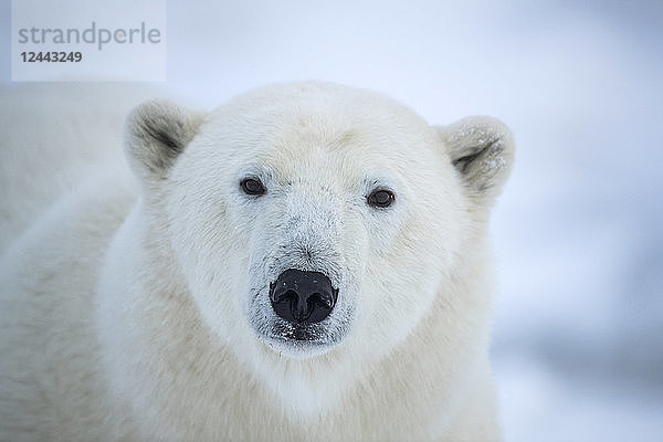 Nahaufnahme des Gesichts eines Eisbären (Ursus maritimes)  der in die Kamera schaut  Churchill  Manitoba  Kanada