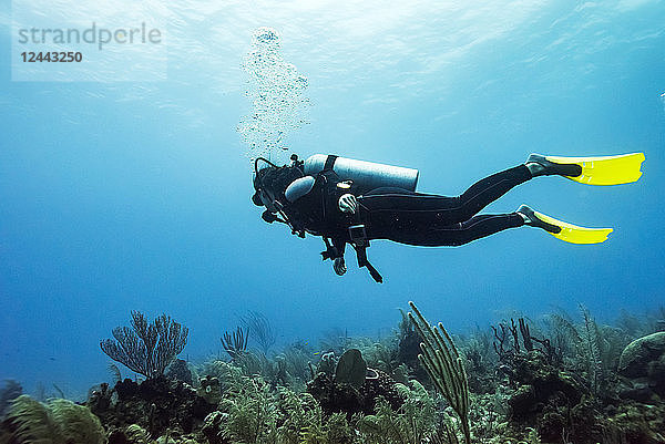 Taucher bei Joe's Wall Dive Site  Belize Barrier Reef  Belize