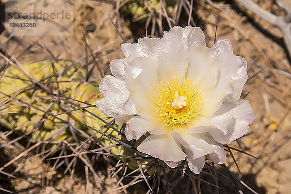 Nahaufnahme einer blühenden Kaktusblüte; San Juan  Argentinien