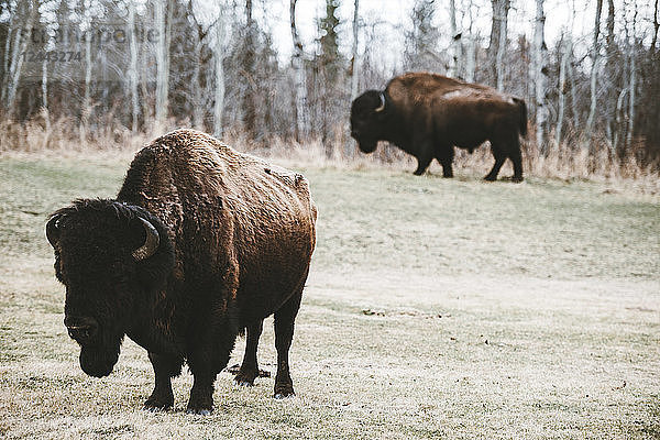 Amerikanischer Bison (Bison bison)  Elk Island National Park; Alberta  Kanada