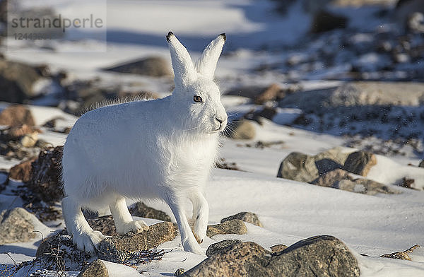 Polarhase (Lepus arcticus) im Schnee  Churchill  Manitoba  Kanada